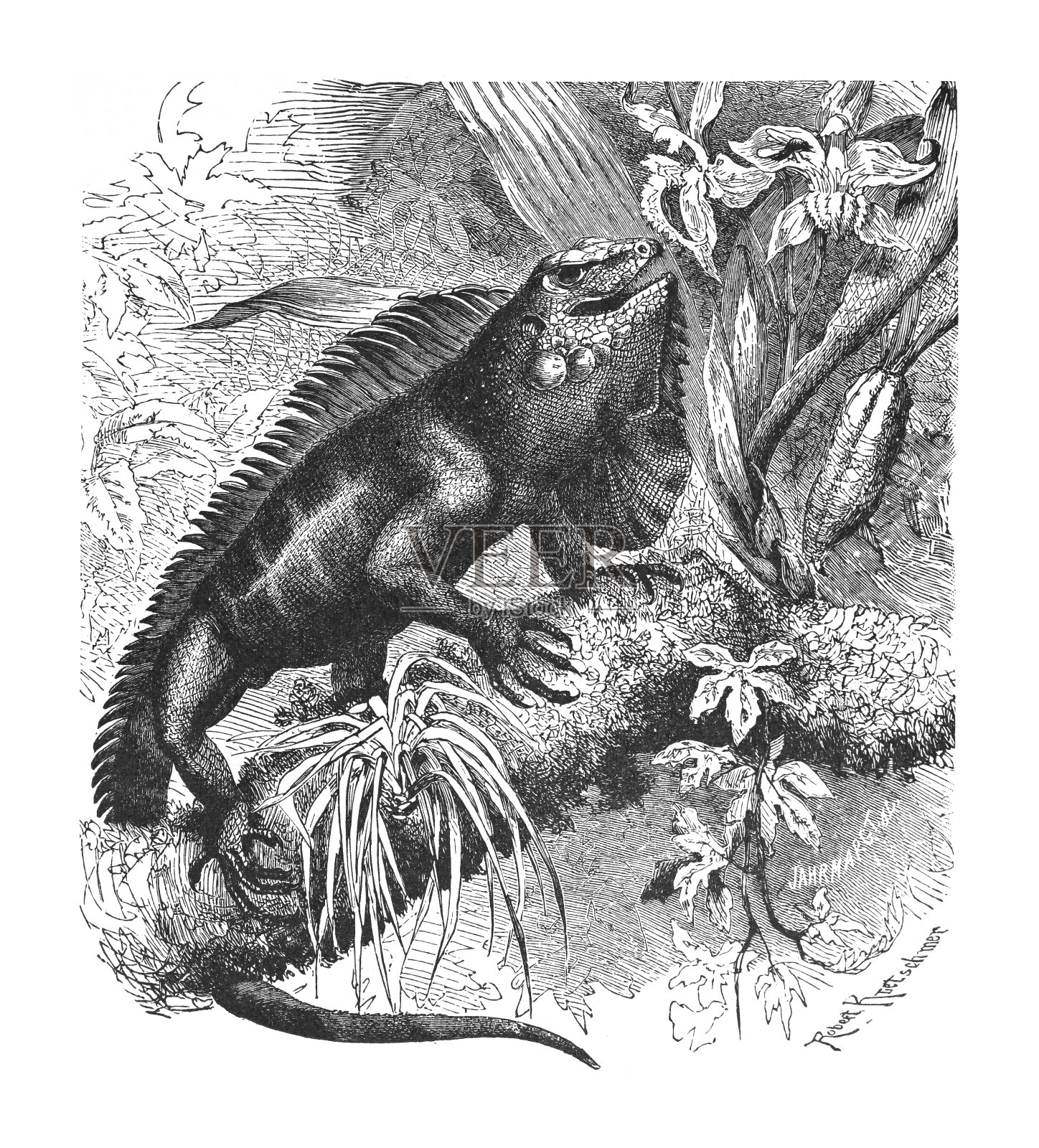 绿色鬣蜥或美洲鬣蜥(鬣蜥鬣蜥)-复古雕刻插图插画图片素材