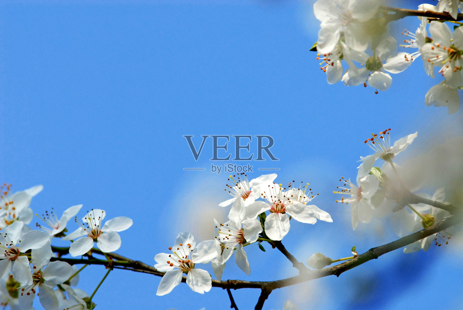 雏菊特写(Bellis perennis)照片摄影图片