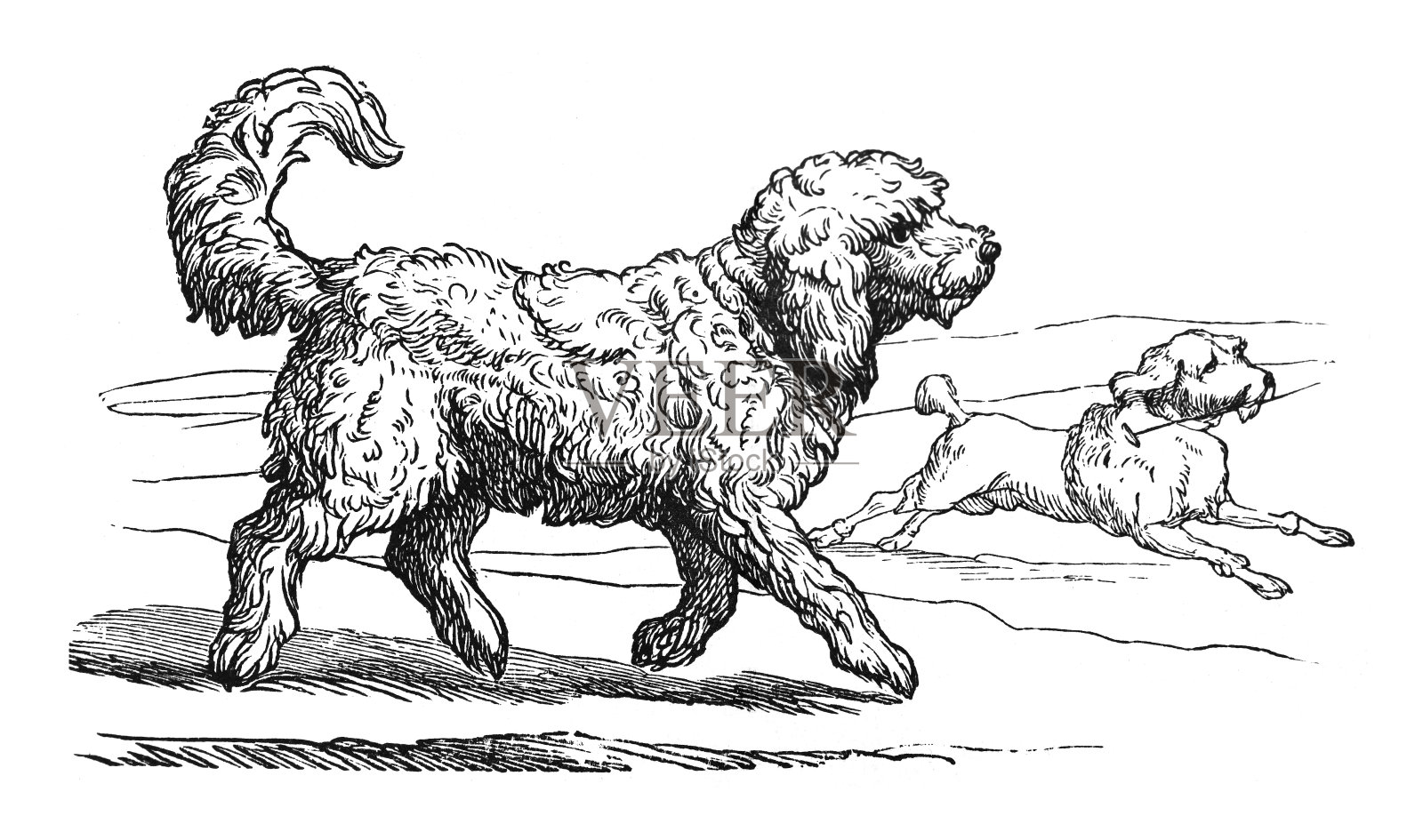 贵宾犬-复古雕刻插图插画图片素材