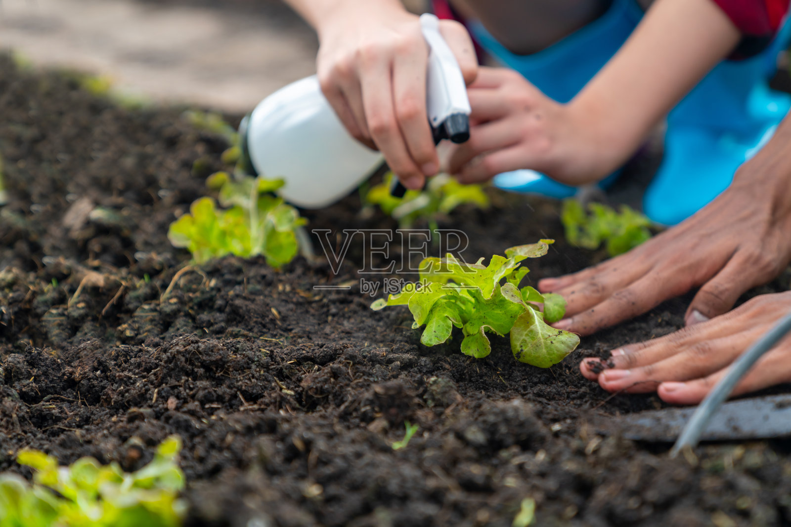 十几岁的男孩和女孩在温室花园里种植沙拉蔬菜。照片摄影图片