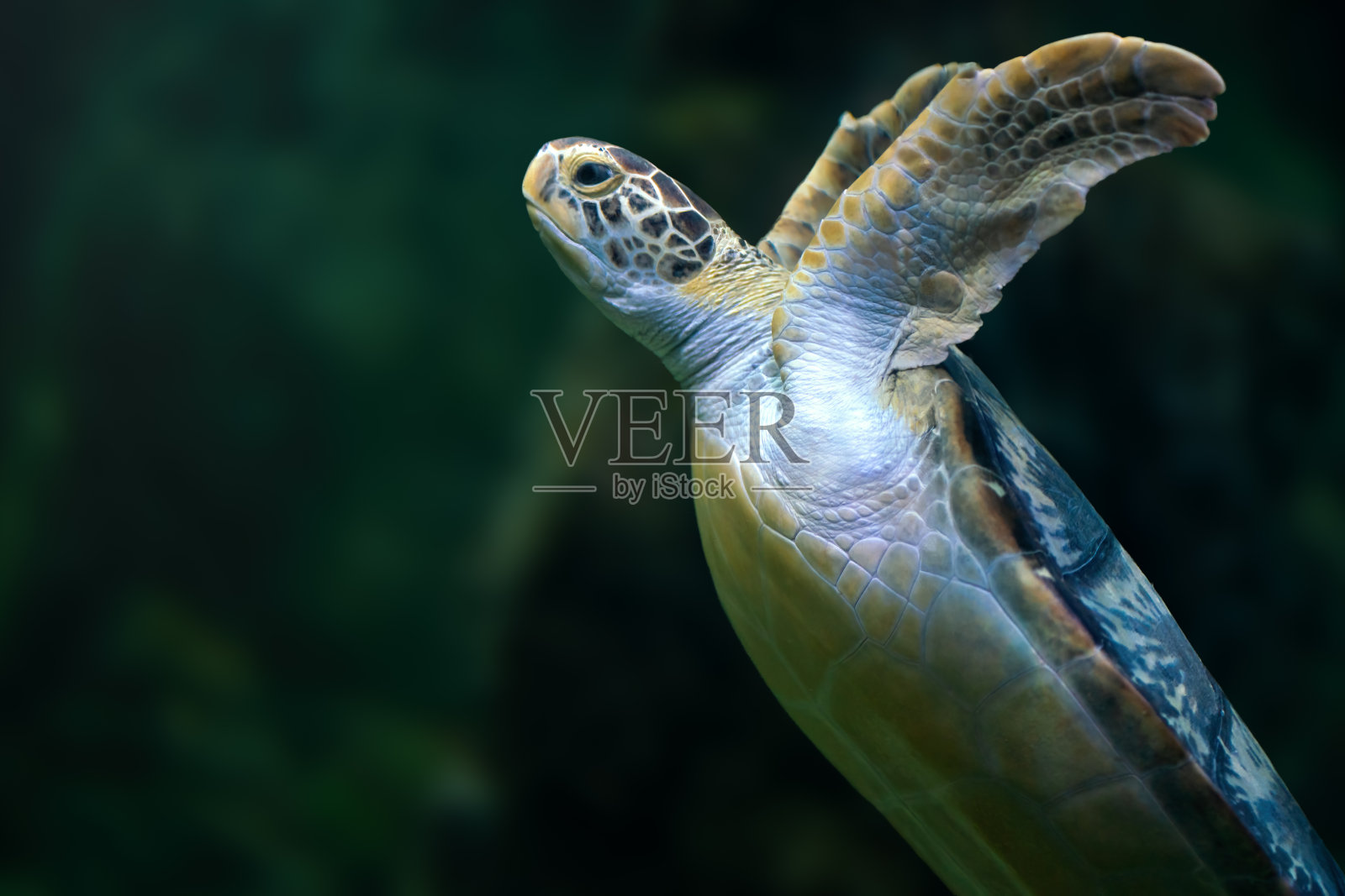 水下的绿海龟(Chelonia mydas)照片摄影图片