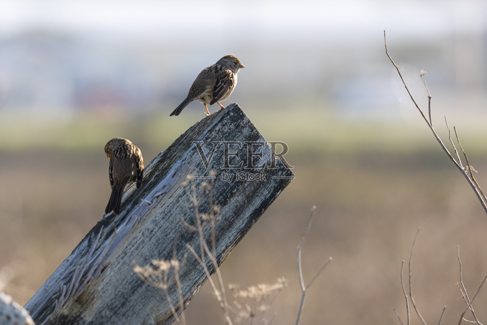 有强烈侧光的小鹪鹩照片摄影图片