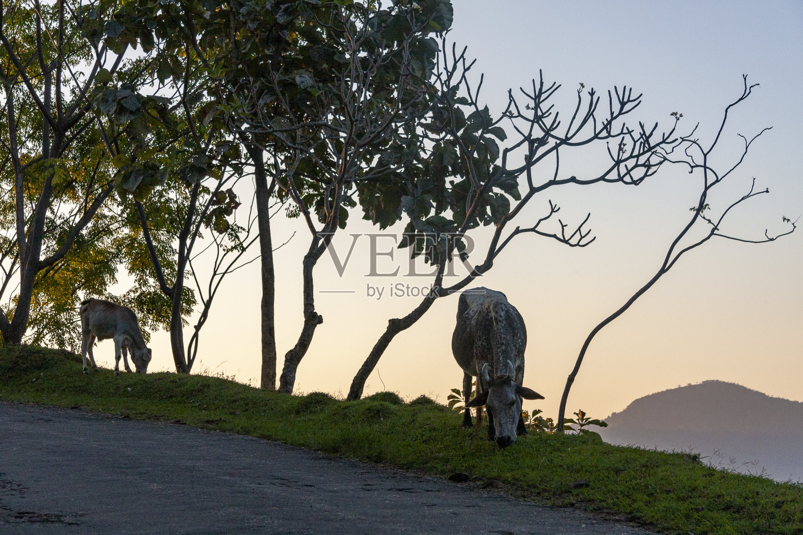 在斯里兰卡中部省马塔莱，泽布牛在路边吃草照片摄影图片