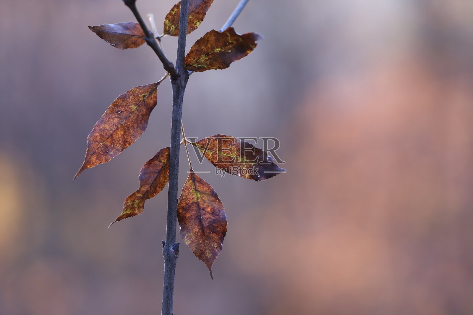 叶子照片摄影图片