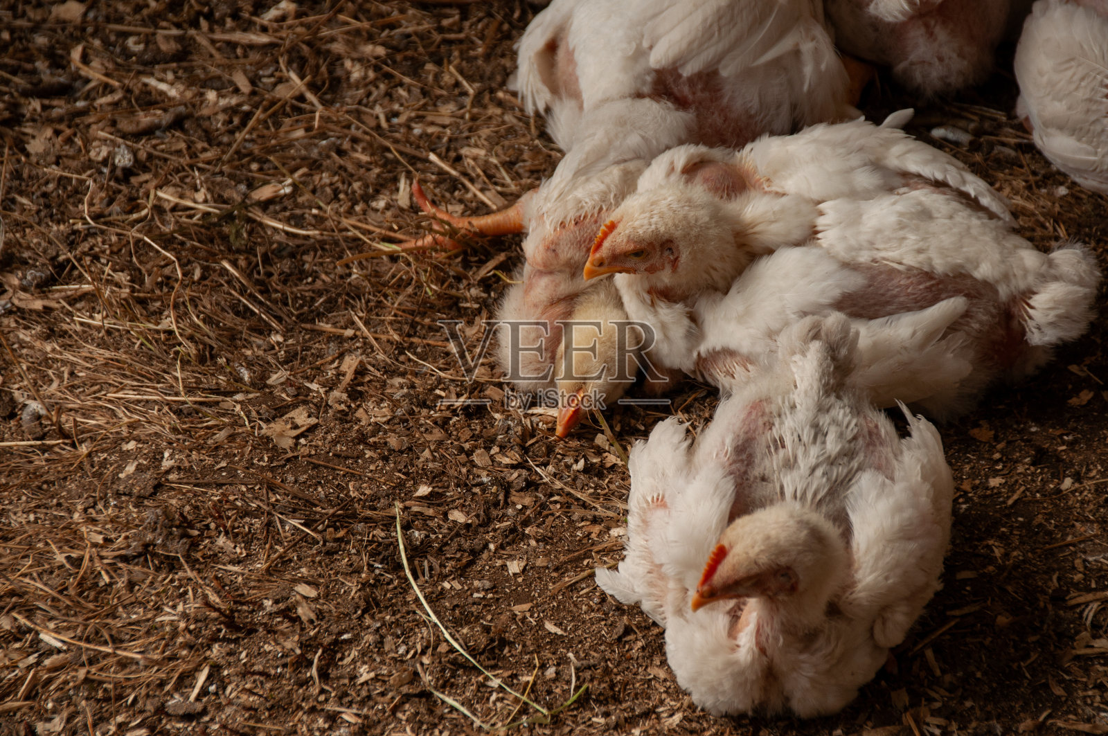 白石鸡肉鸟(3-4周龄)照片摄影图片
