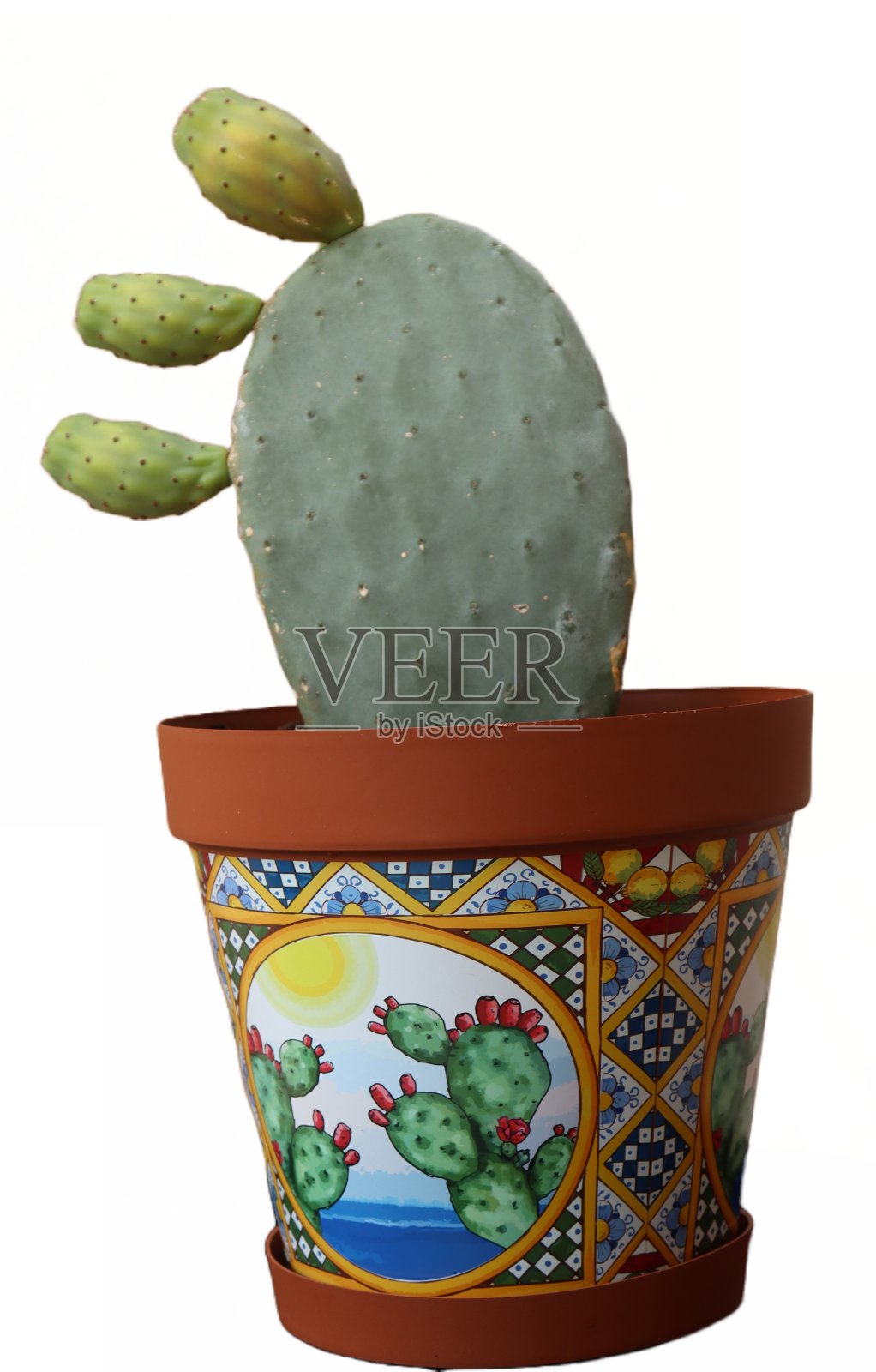 装饰盆栽多刺梨仙人掌孤立在白色照片摄影图片