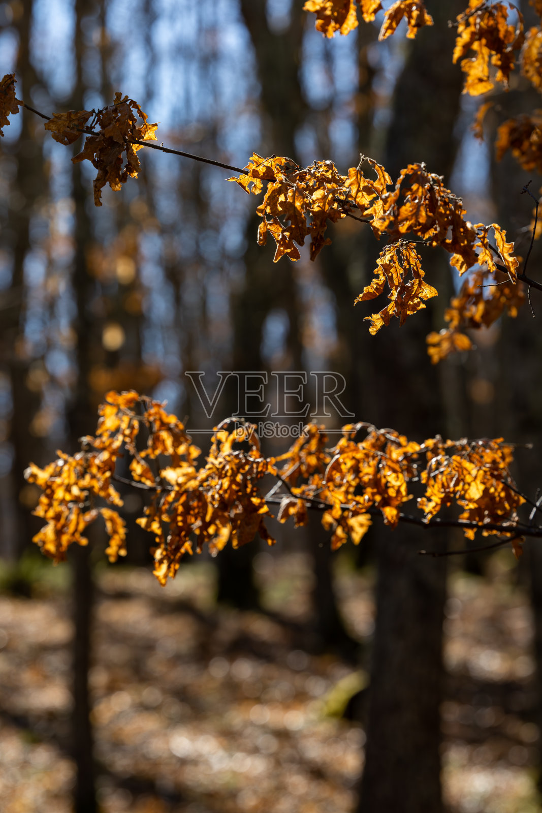 Gorgiano Sicoli，意大利照片摄影图片