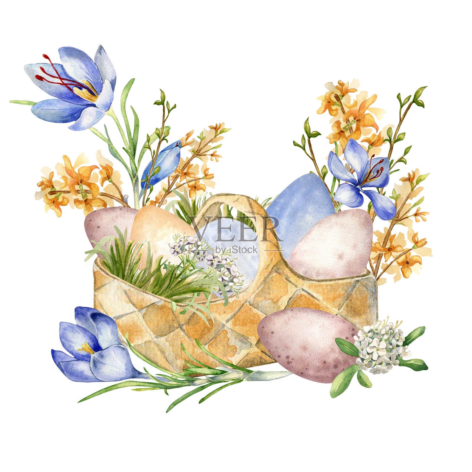 复活节水彩画插图与彩色鸡蛋在篮子和春天的花朵孤立在白色。稻草篮子与五颜六色的鸡蛋，藏红花手绘复活节设计在中性色插画图片素材