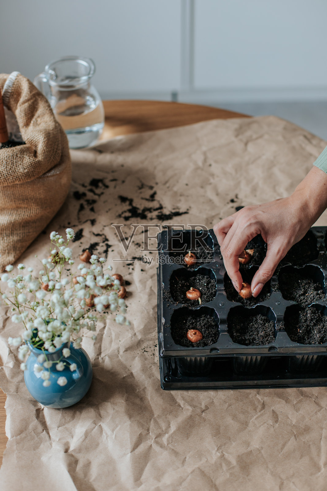 幼苗照片摄影图片
