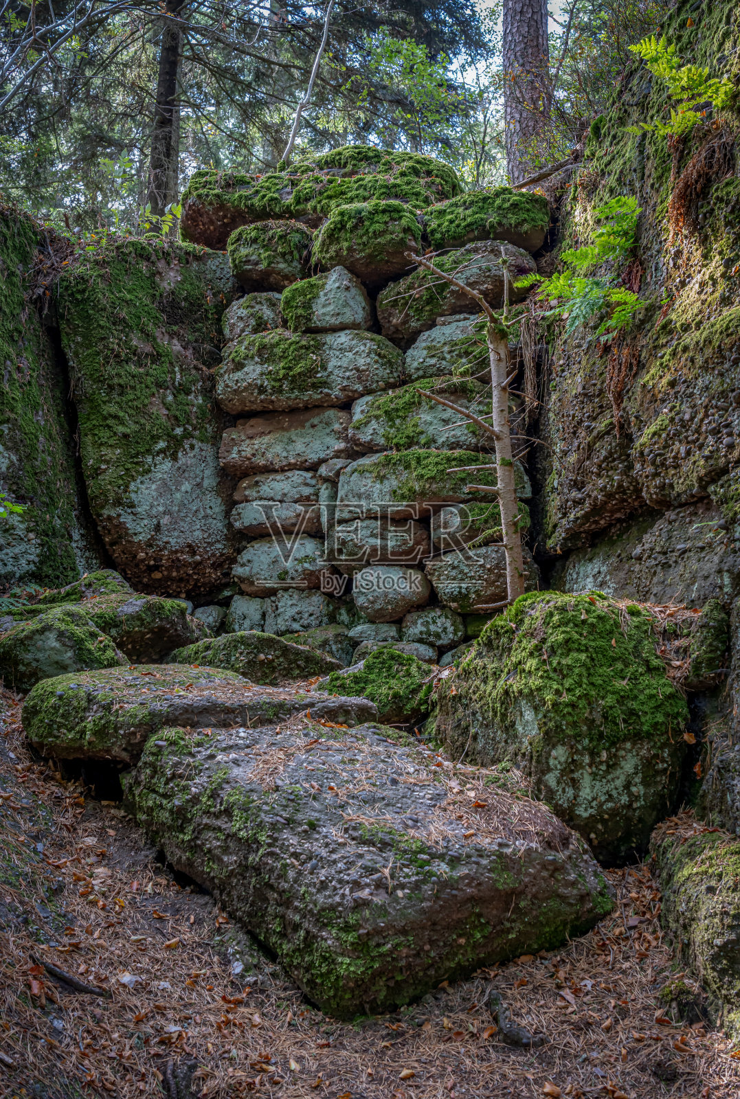 圣奥德勒山，法国- 09 11 2020:高卢人的道路。岩石和树木的景色照片摄影图片