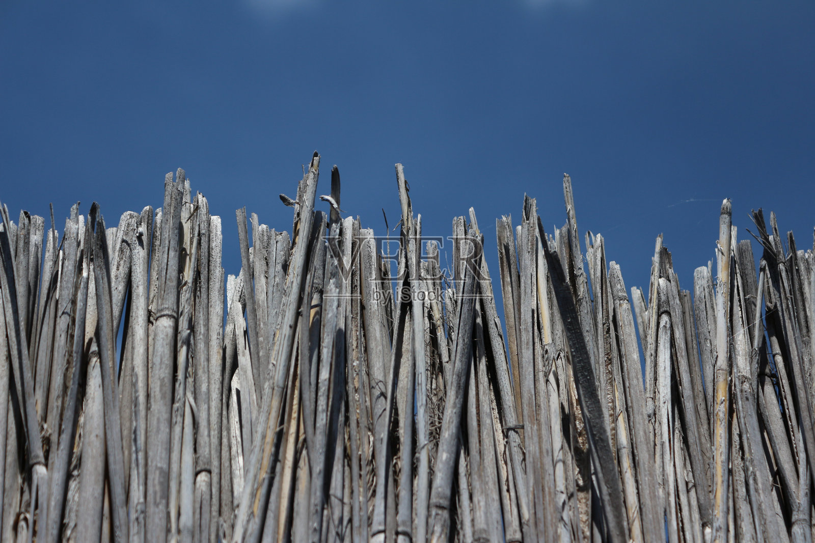 极简主义的栅栏顶部的照片，栅栏由阿隆多纳克斯制成，也被称为巨藤、象草、carrizo、阿隆多纳克斯、野藤和巨芦苇。法国普罗旺斯，阿尔勒，卡玛格，瓦拉图。蓝色的天空。照片摄影图片