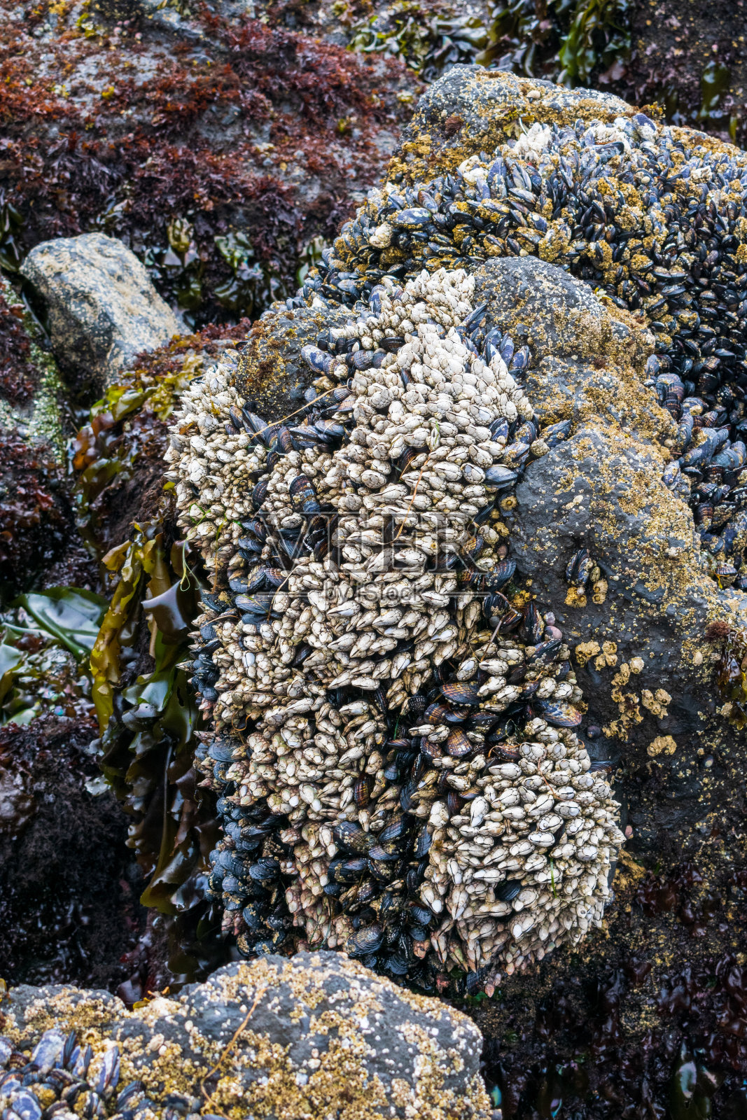 俄勒冈海岸岩石上的贻贝照片摄影图片