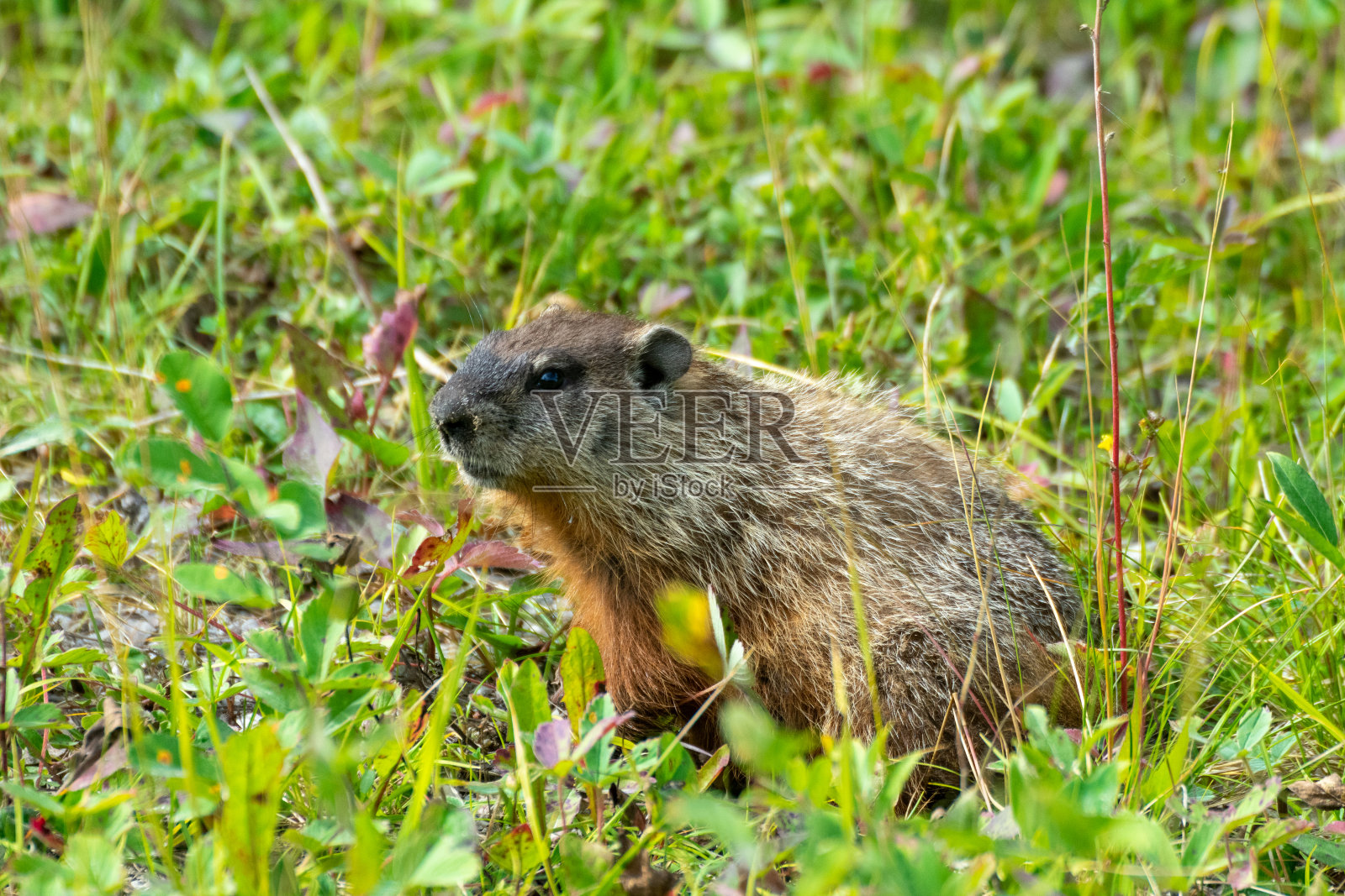 加拿大木野牛国家公园草地上的土拨鼠照片摄影图片