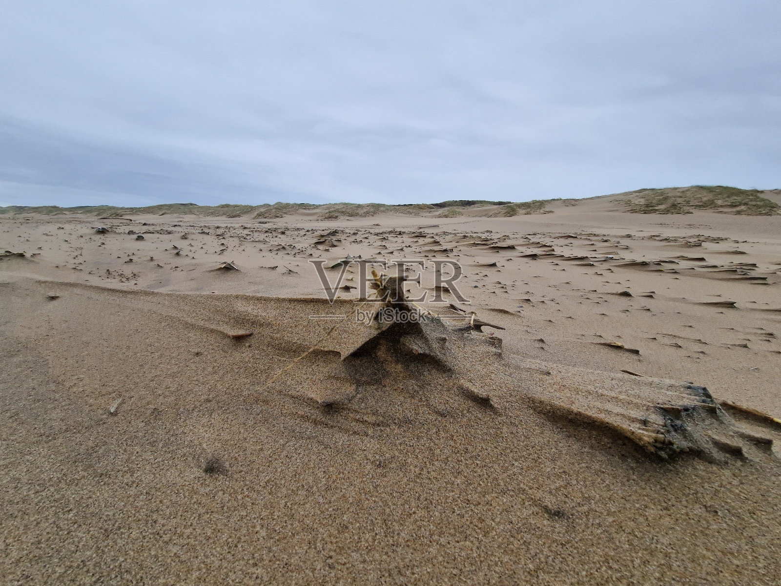 海风吹过的海滩上的低角度海贝壳，风在沙滩上创造了图案照片摄影图片