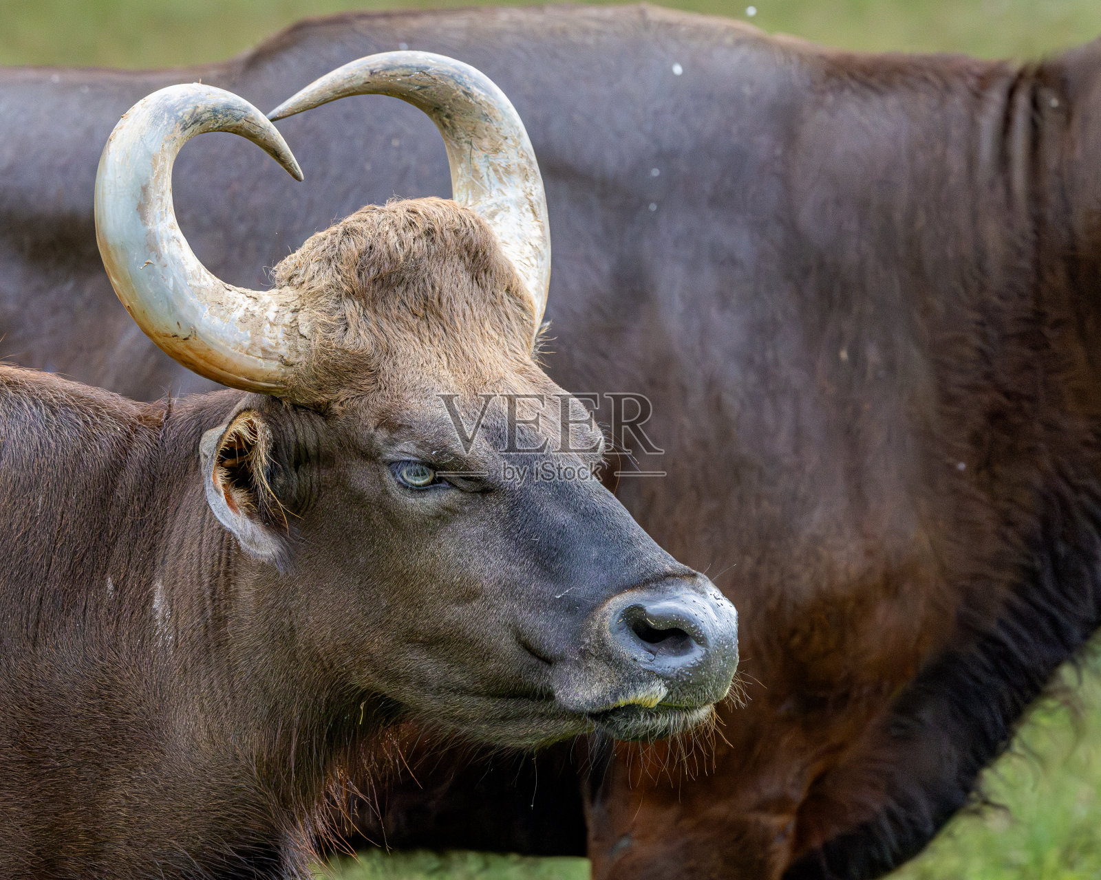 在绿色田野上吃草的水牛照片摄影图片