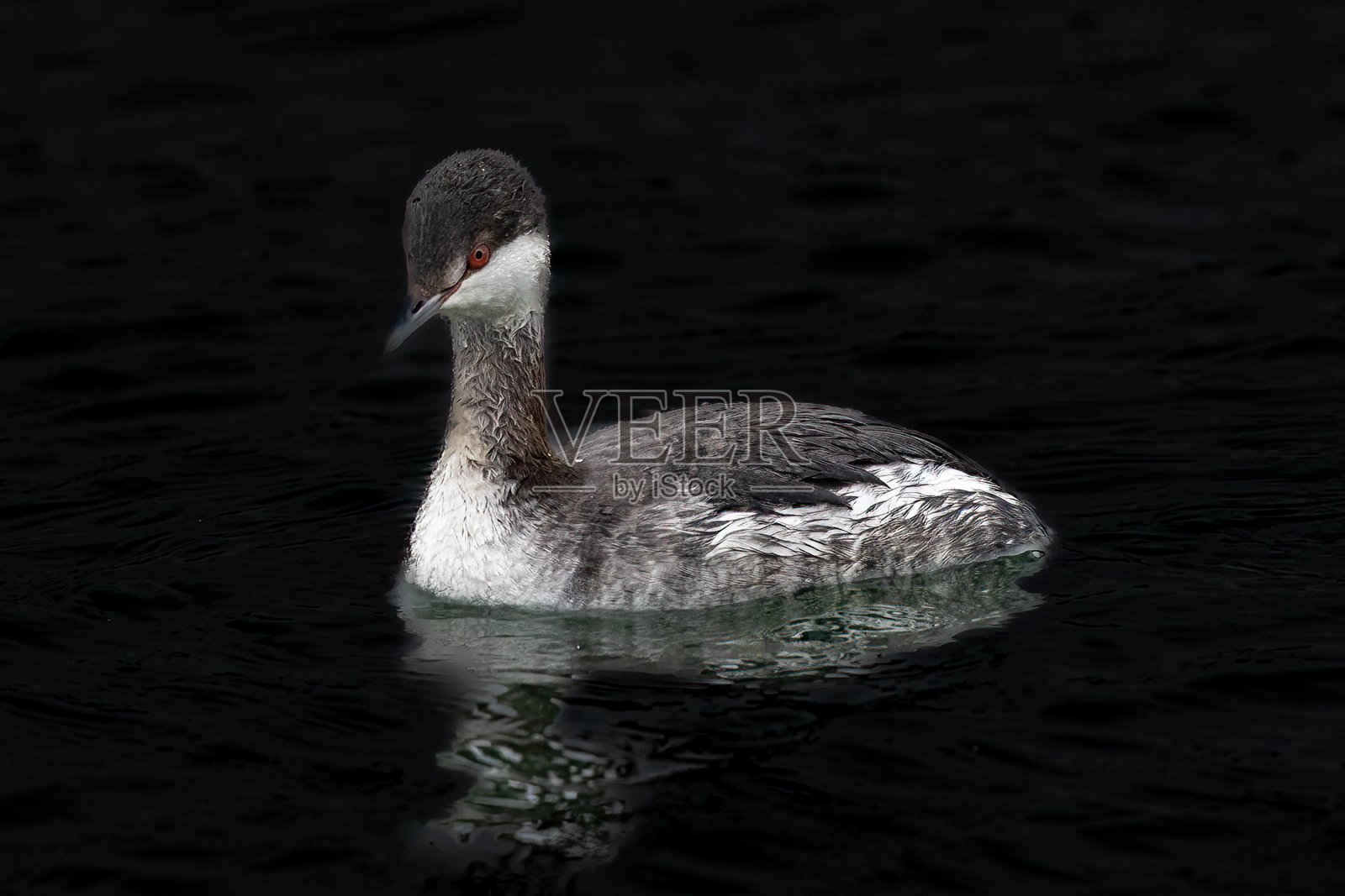 这只小灰鸭几乎像是在为镜头摆姿势照片摄影图片