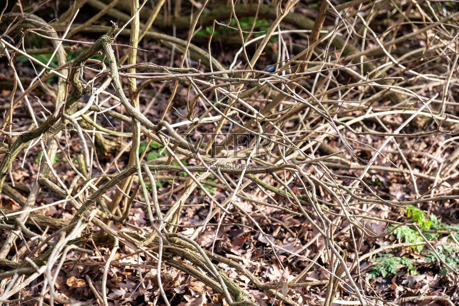 大自然缠绕的怀抱，粗糙而长满青苔的树枝照片摄影图片