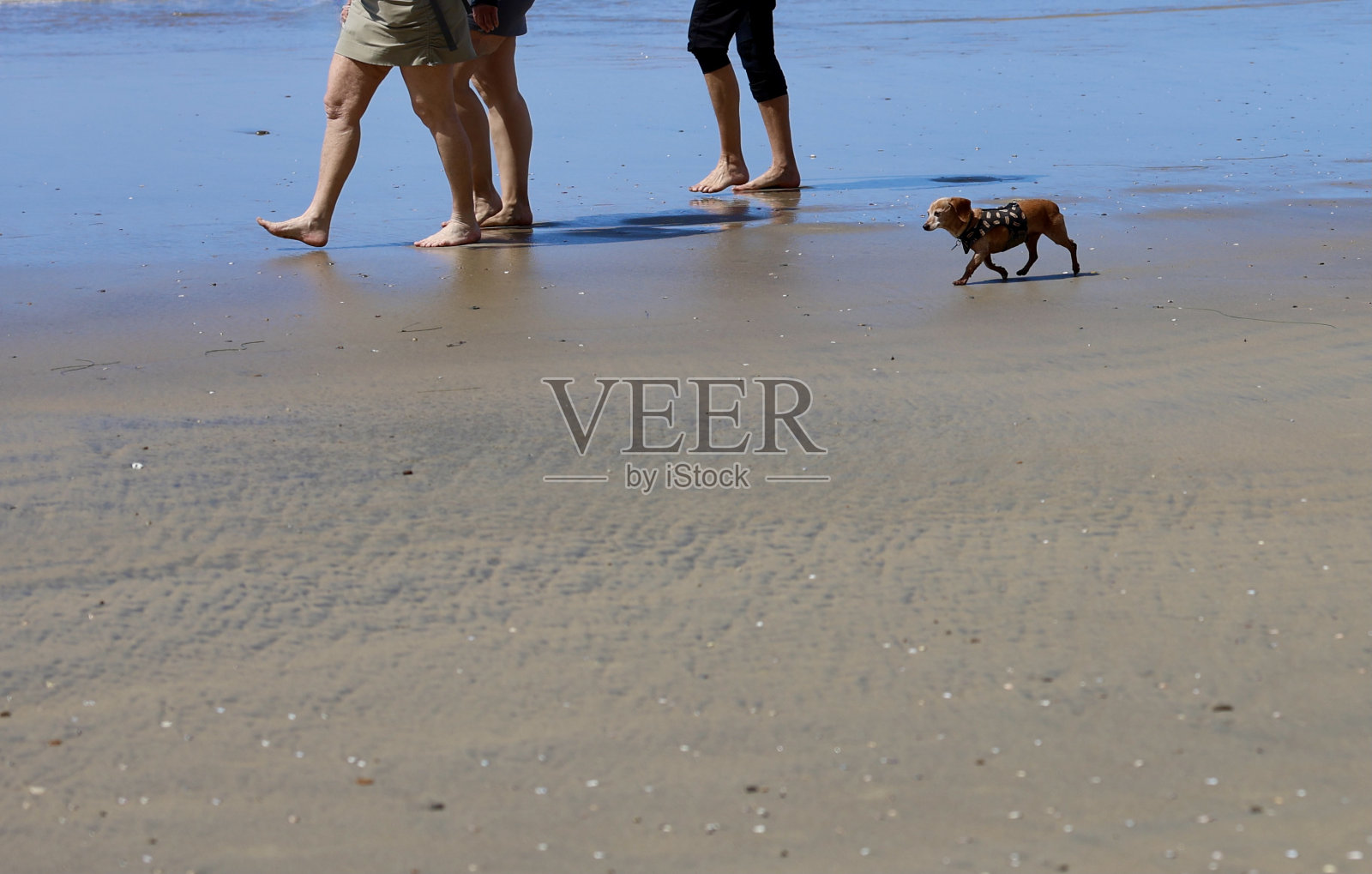 腊肠犬在沙滩上散步照片摄影图片