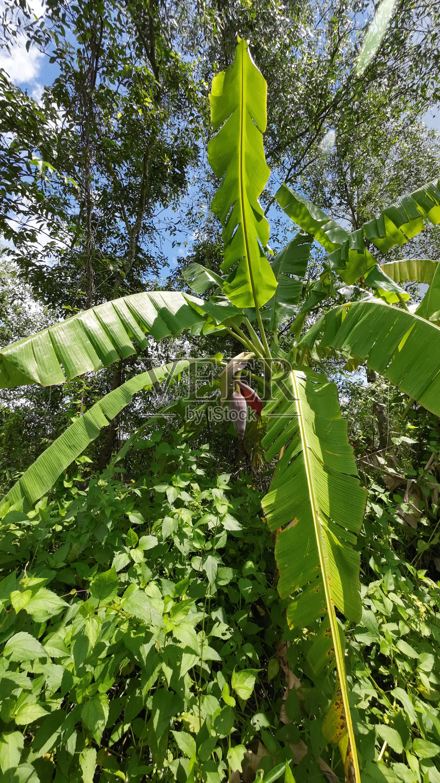 阳光明媚的早晨，越南湄公河三角洲永隆镇花园里的香蕉树。照片摄影图片