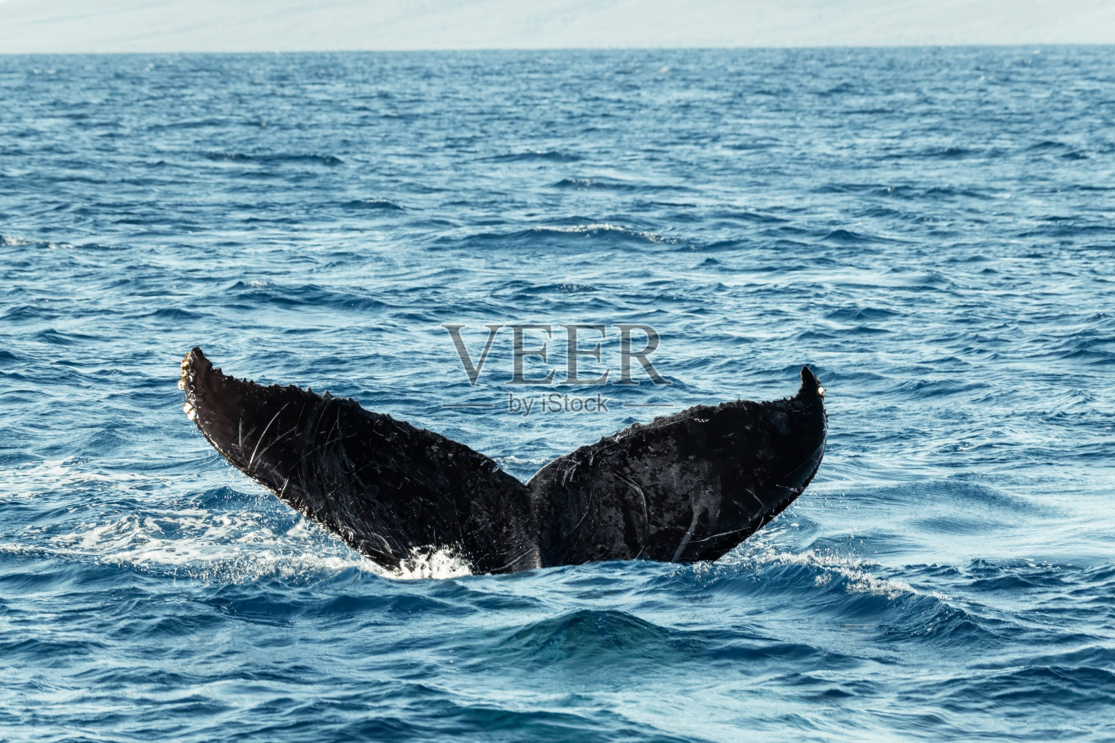 伤痕累累的威严:座头鲸的战果浮出水面照片摄影图片