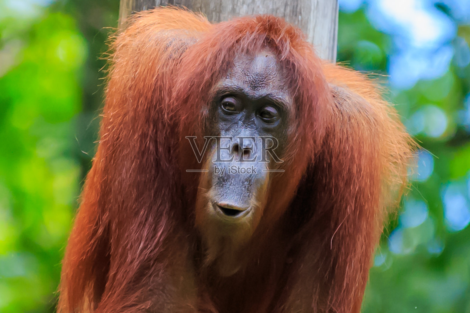 猩猩或红毛猩猩照片摄影图片