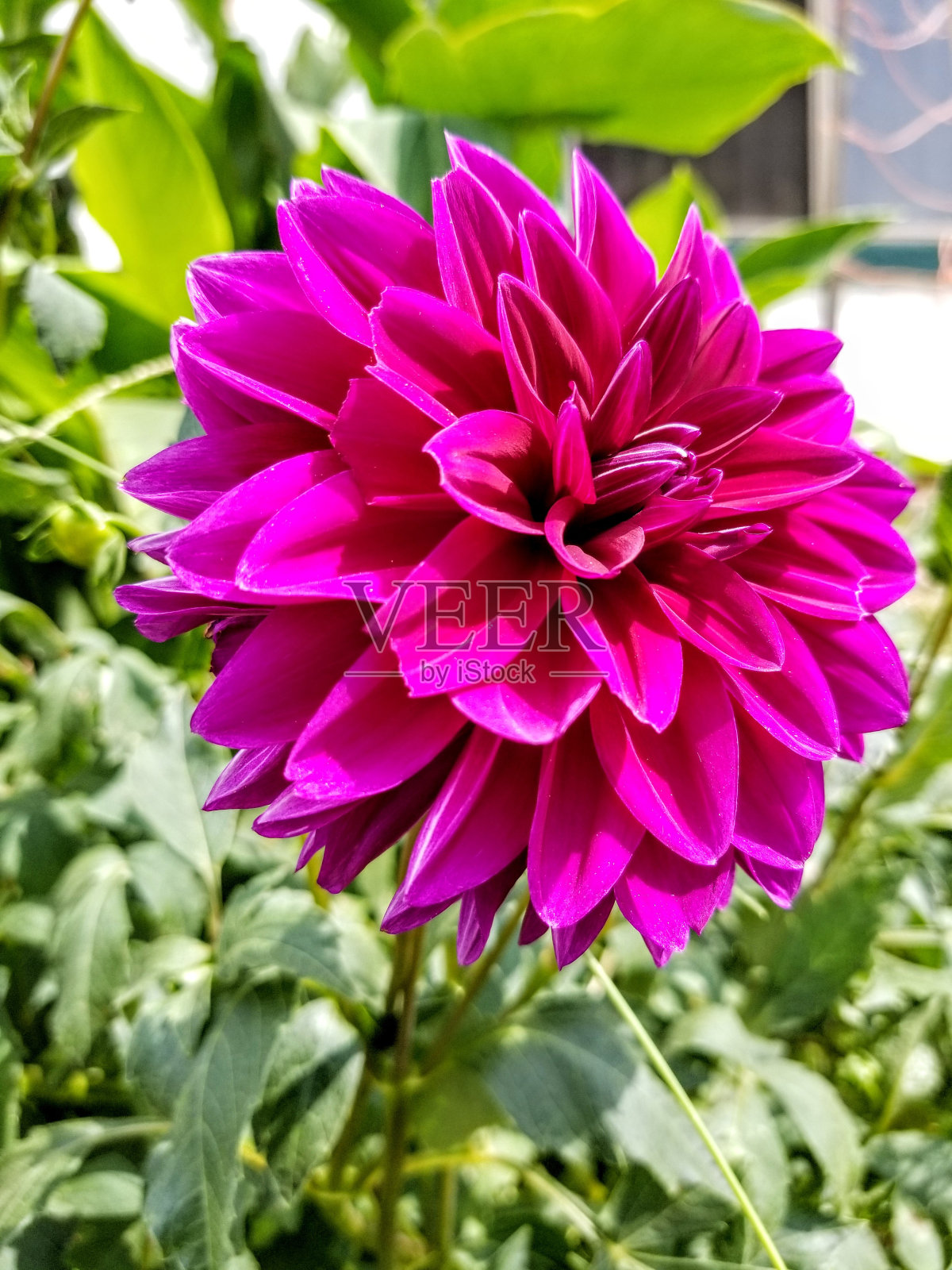 许多花照片摄影图片