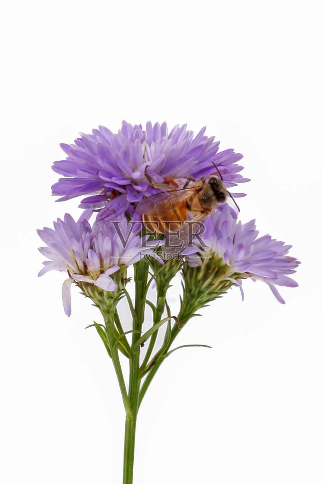 蜜蜂在一朵紫色的花上，孤立在白色的背景上。影棚拍摄。照片摄影图片