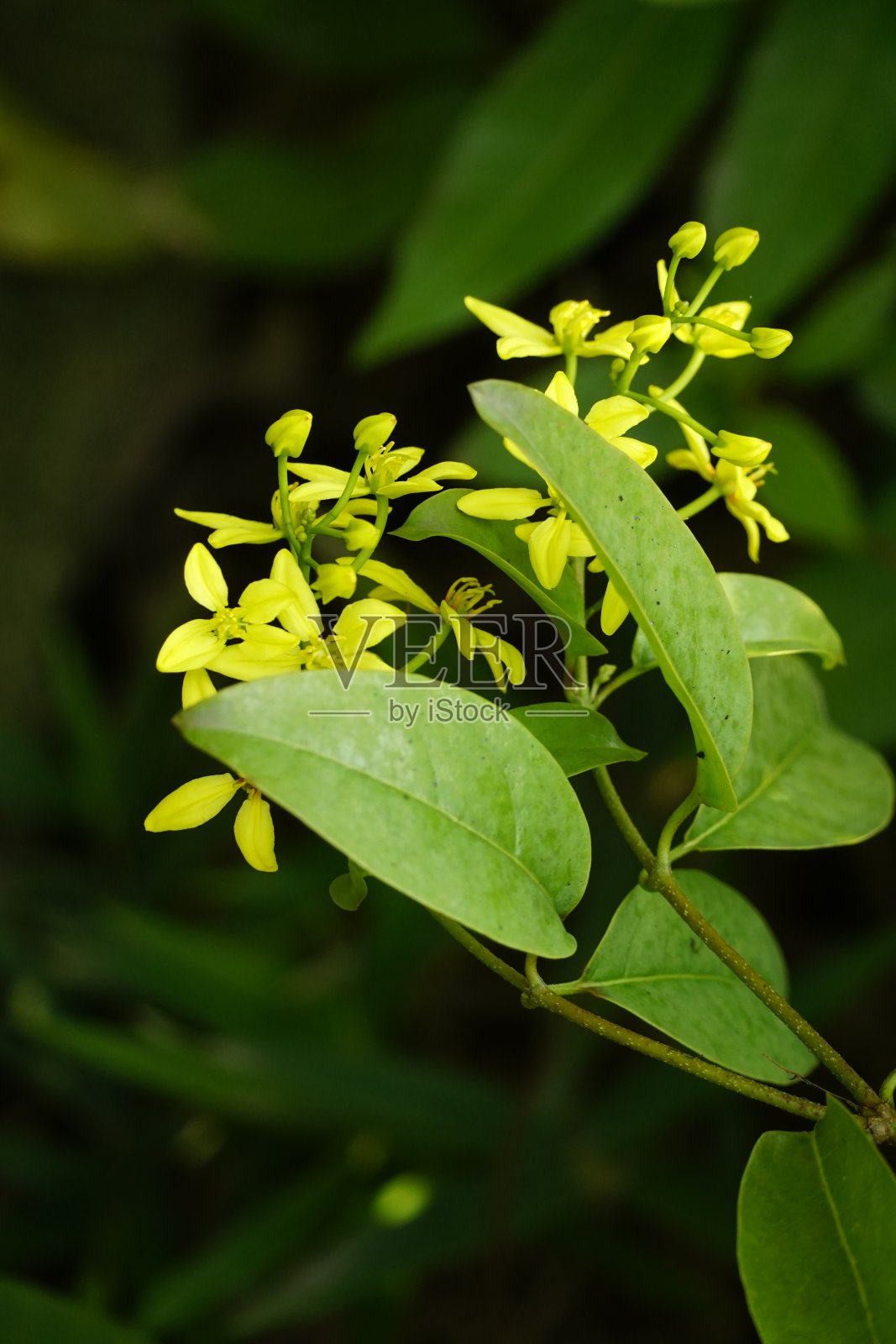 黄凤莲花特写照片摄影图片