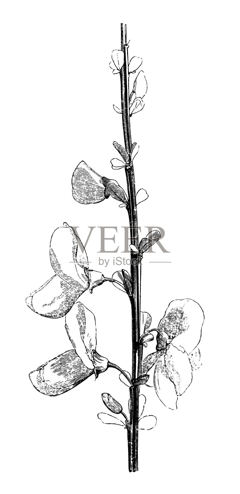 金雀花。分支。《植物图集》(Maout)， 1846年，巴黎插画图片素材