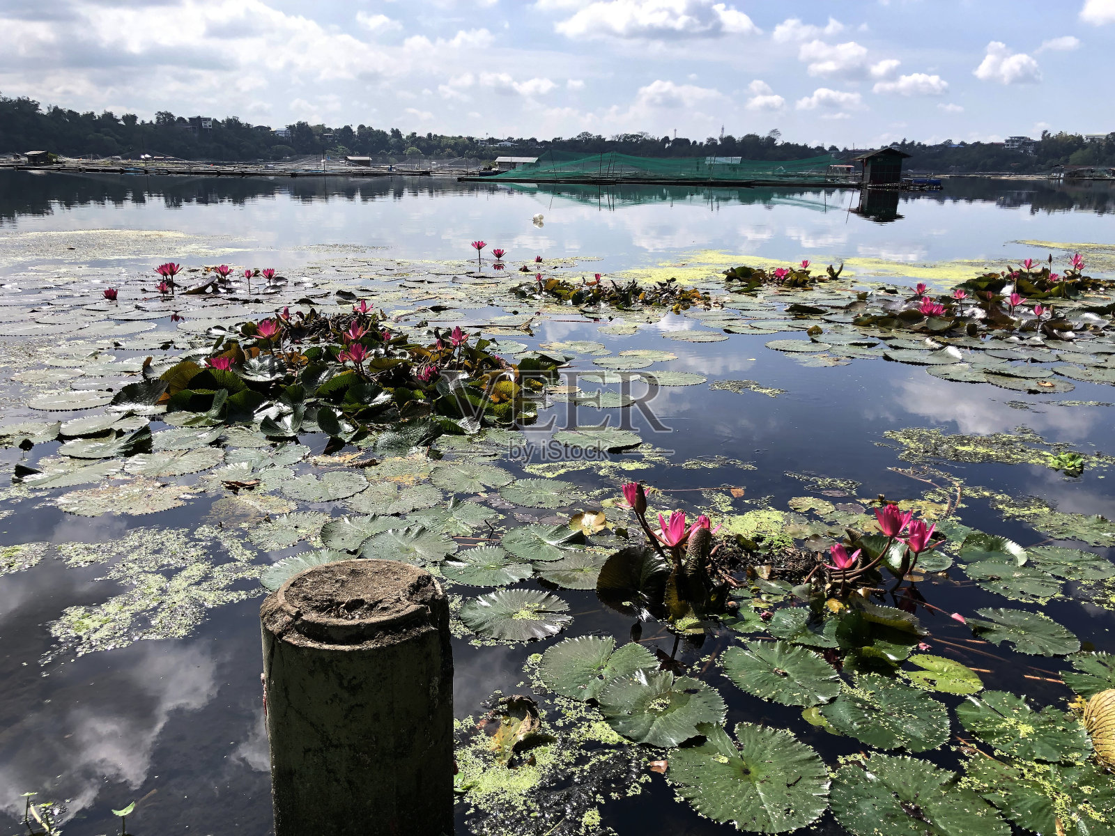 破碎和垂死的荷花成为入侵水生植物，污染淡水湖。照片摄影图片
