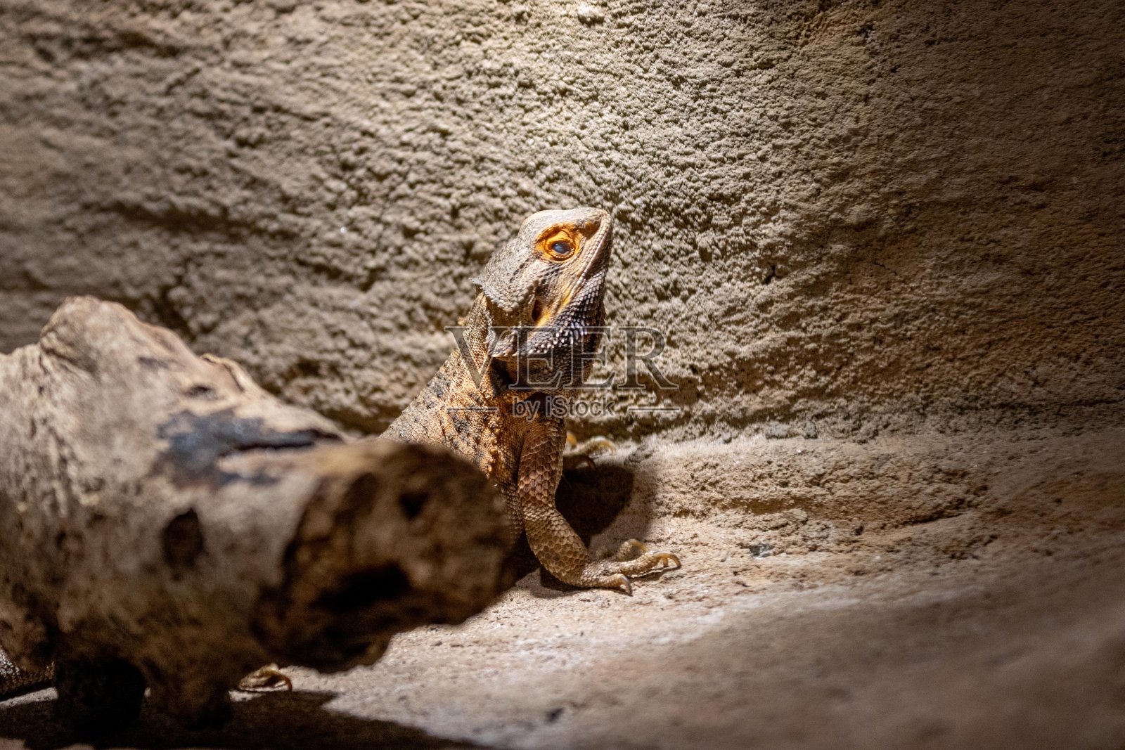 野生动物，丛林里的动物照片摄影图片