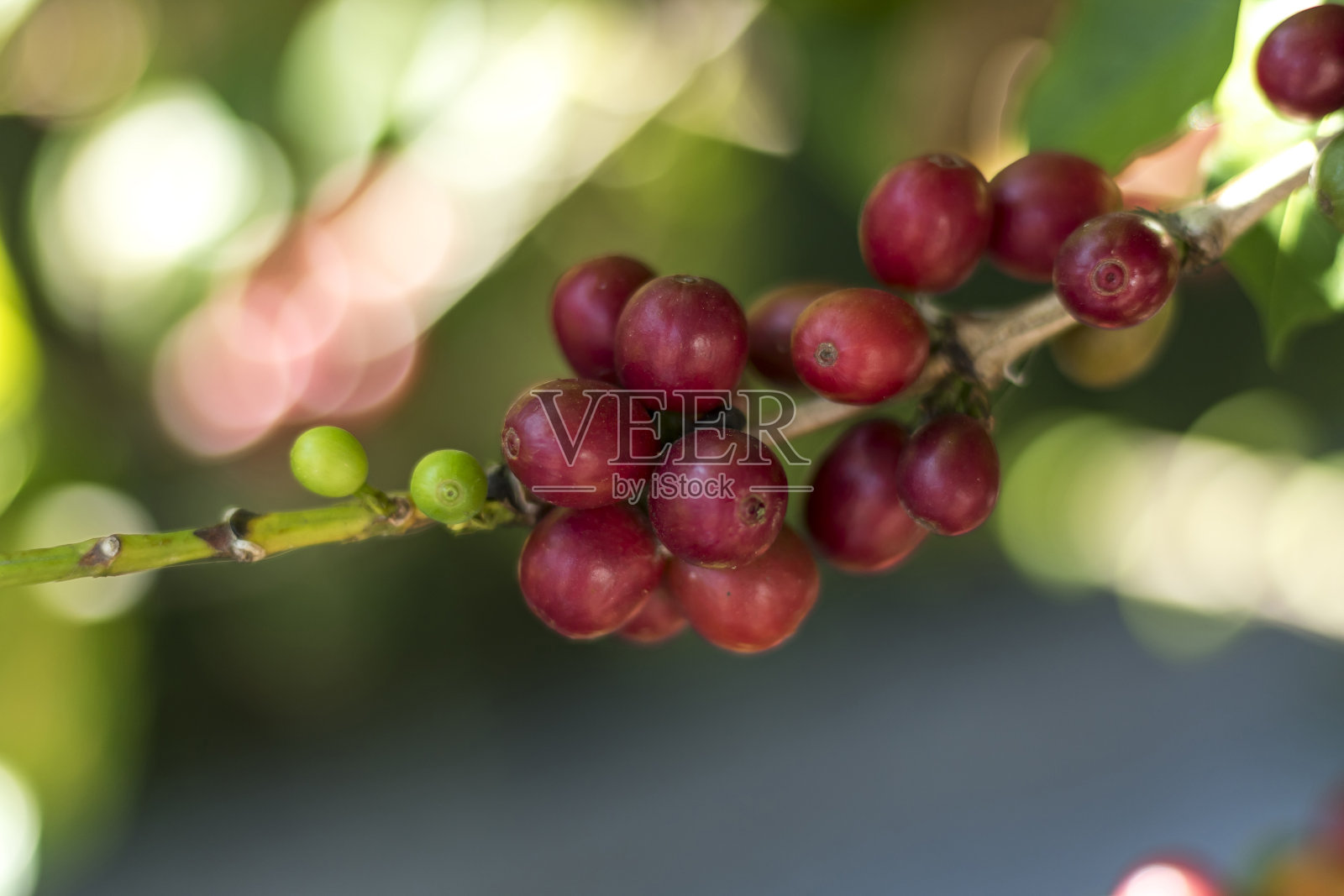 彩色咖啡豆有机咖啡胶囊照片摄影图片