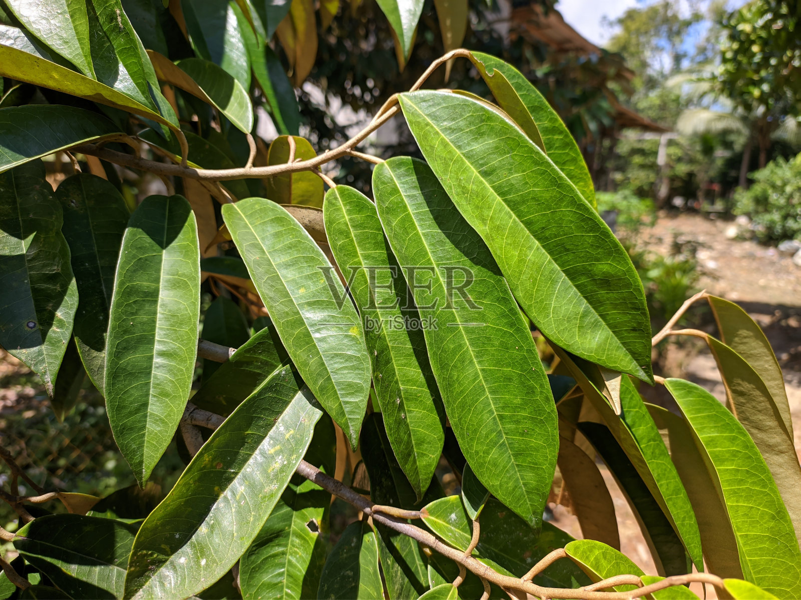 榴莲叶(durio zibethinus)还年轻照片摄影图片
