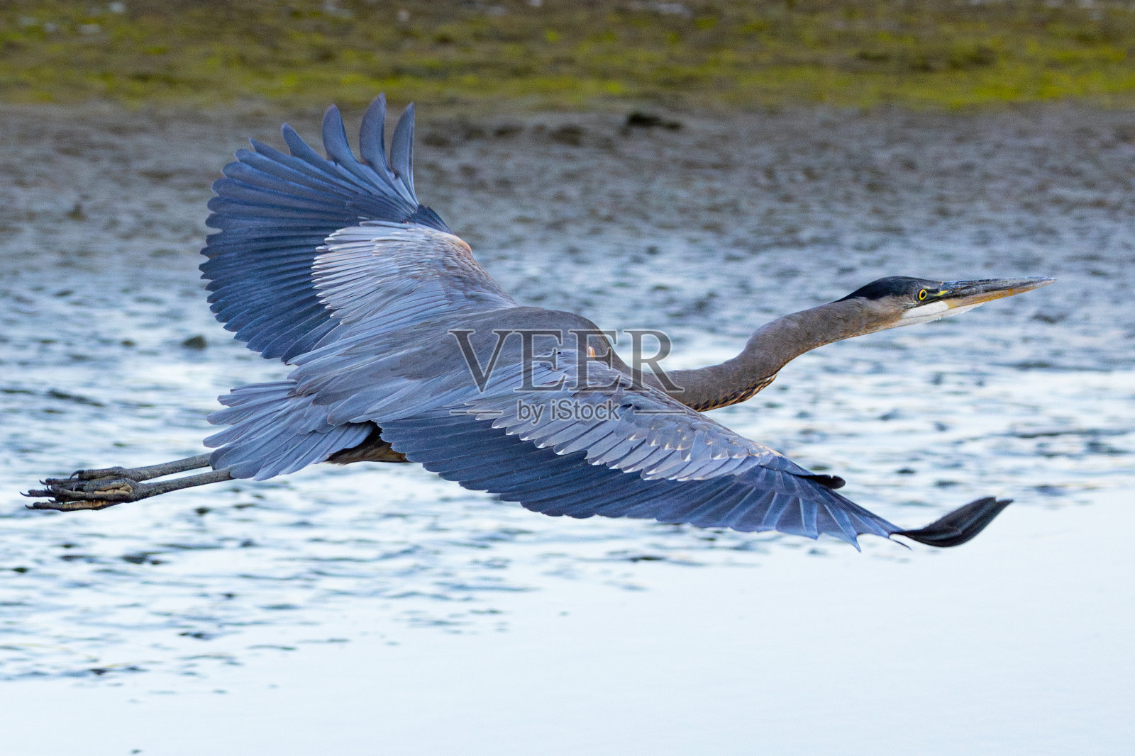 在北加州沼泽的野外，一只正在飞翔的大蓝鹭照片摄影图片