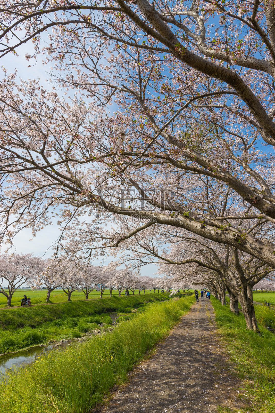 草叶江边的樱花(福冈县千久原镇)照片摄影图片