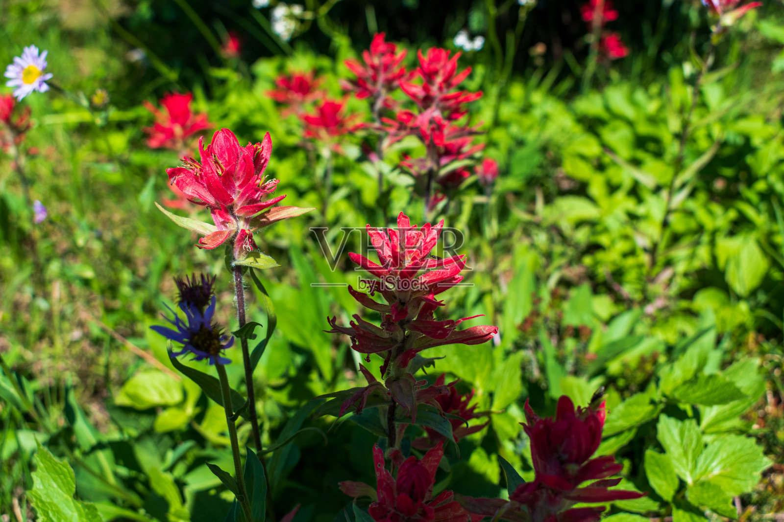 美丽的红色印度画笔盛开在不列颠哥伦比亚省照片摄影图片