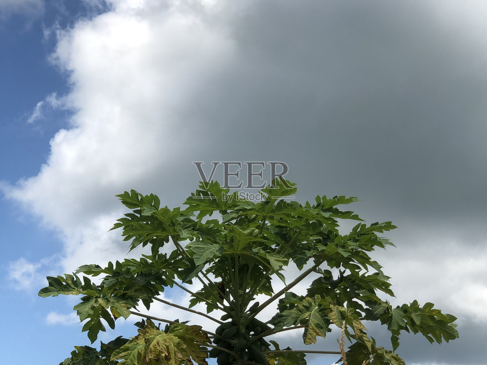 木瓜树照片摄影图片