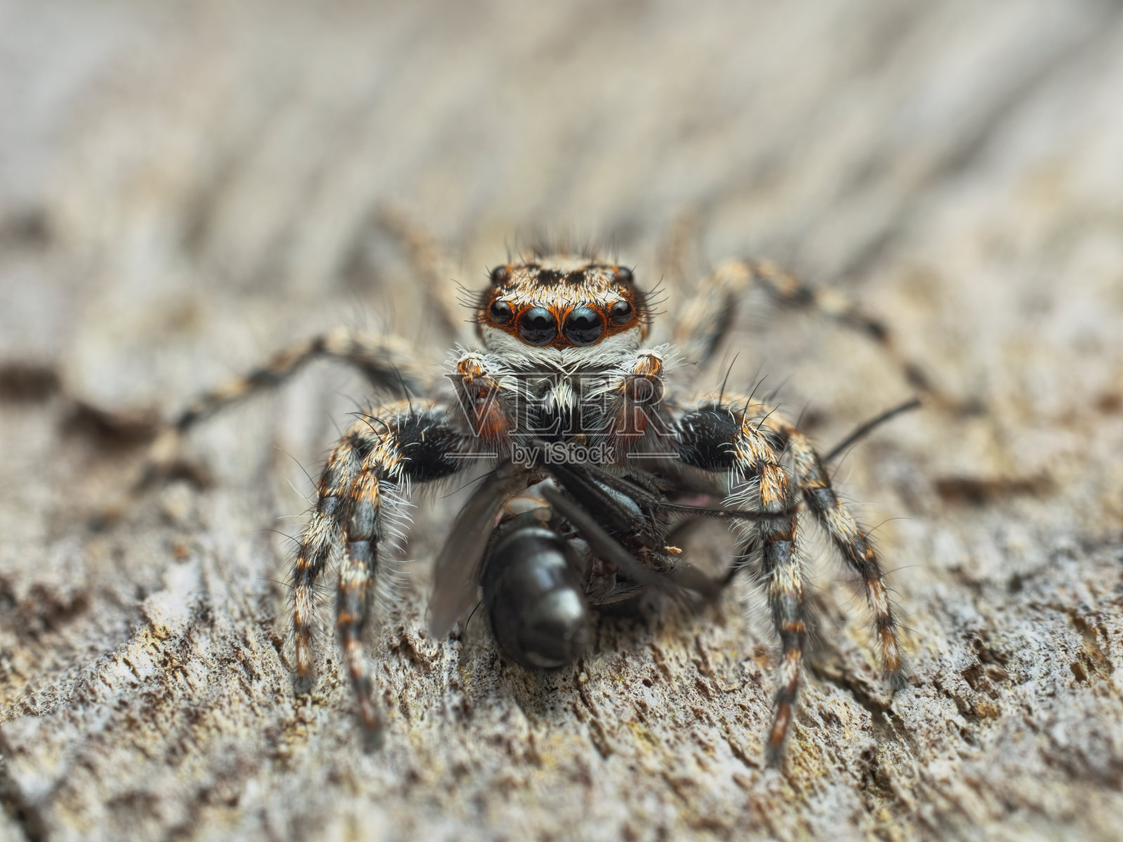 跳蜘蛛吃木头上的猎物照片摄影图片