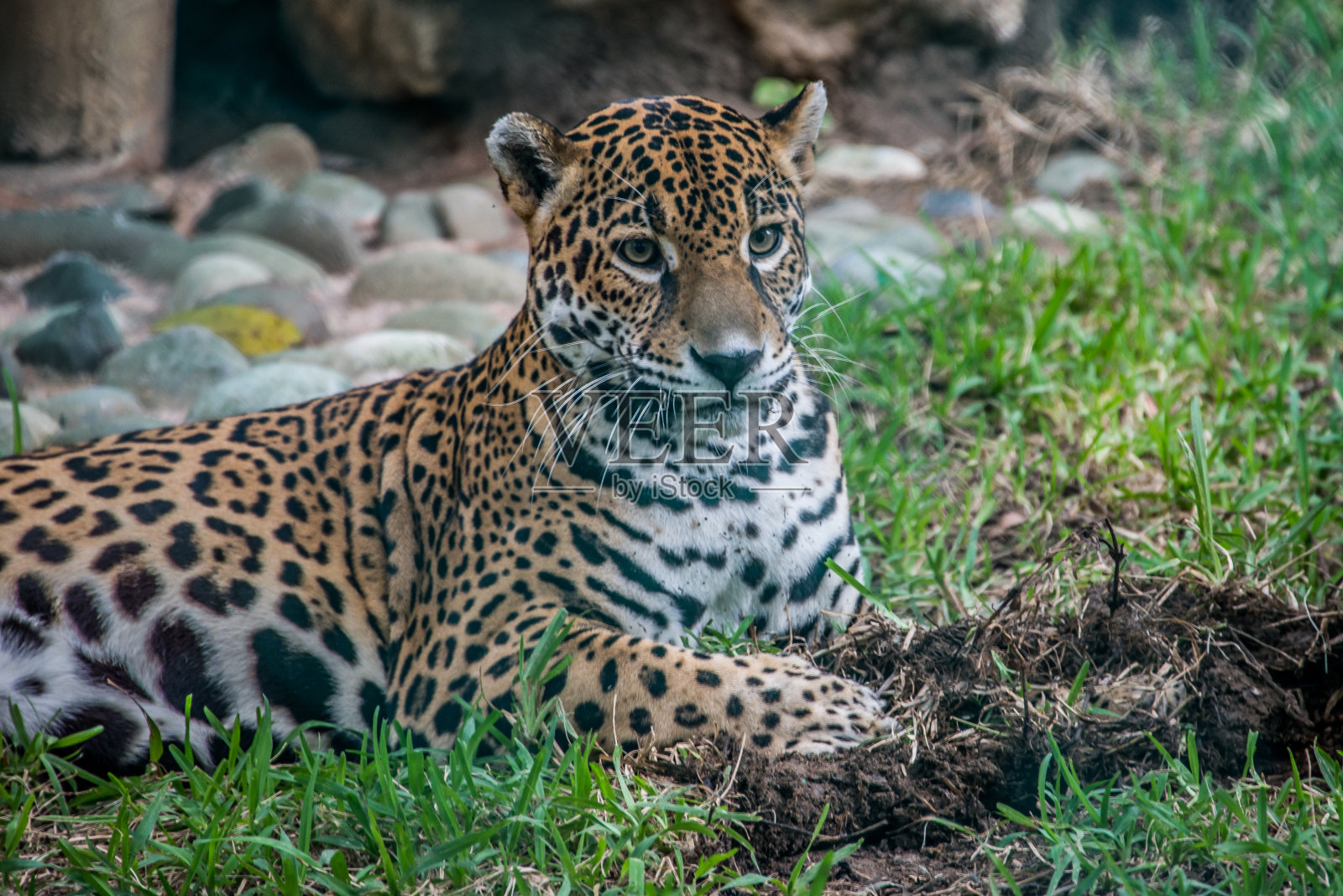 墨西哥塔巴斯科丛林中的美洲虎近景照片摄影图片