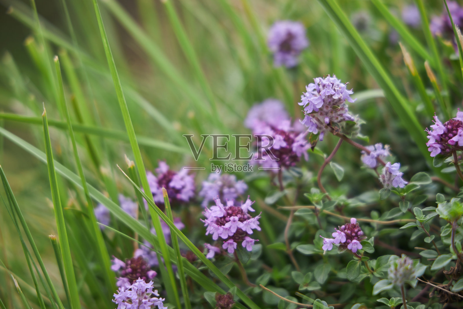 高加索山脉的大自然在每个季节都展现出令人惊叹的美丽。充满活力的野花盛开在高山草地上，雄伟的山脉矗立在蔚蓝的天空下照片摄影图片