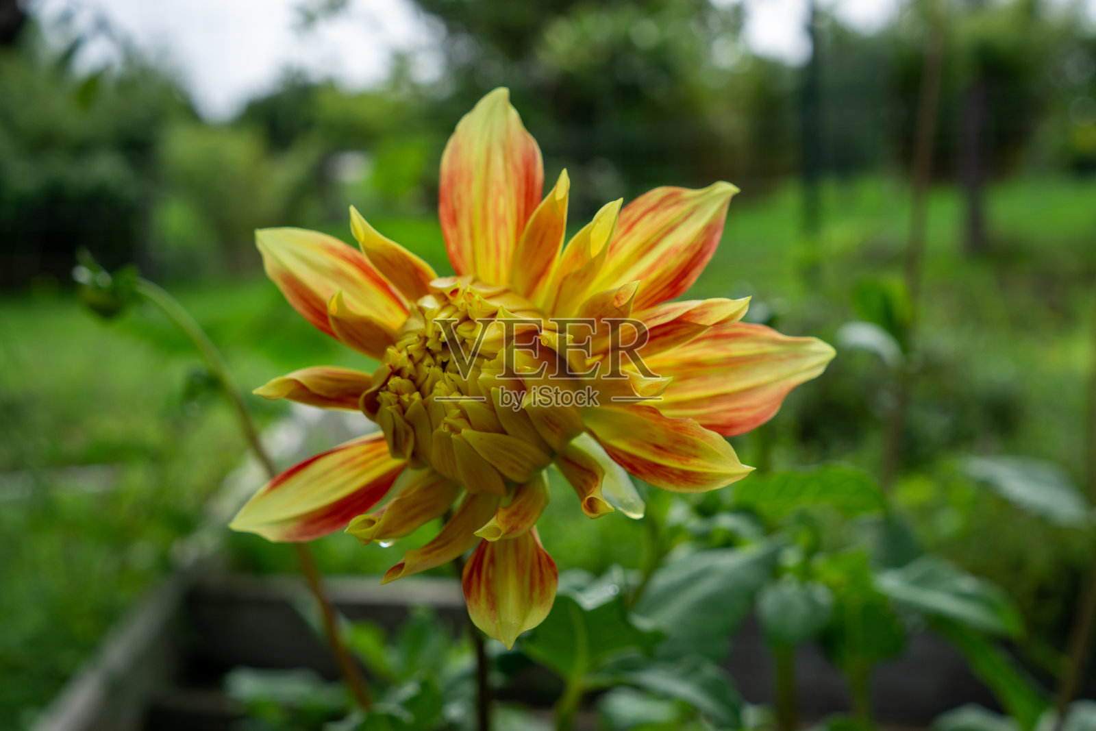 夏威夷照片摄影图片