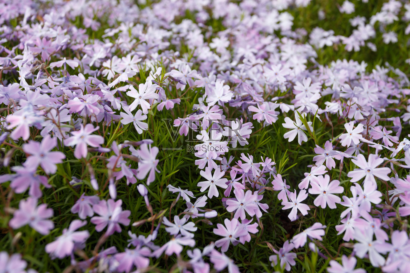 春园中钻形的夹竹桃照片摄影图片