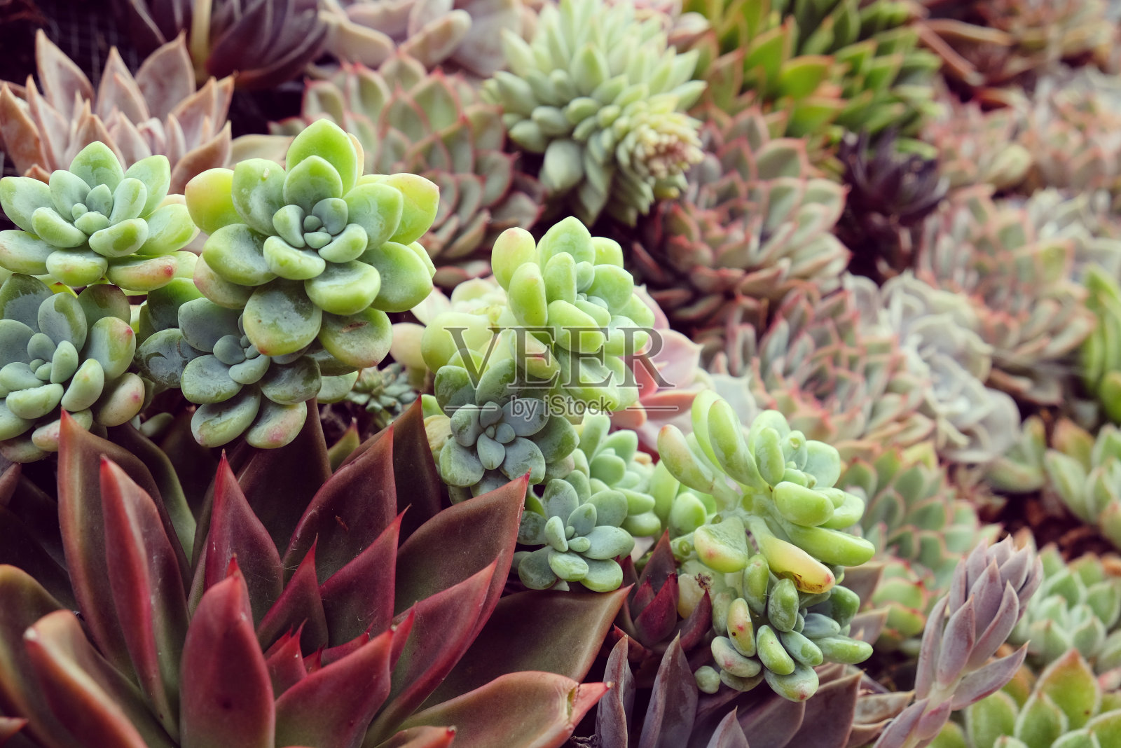 长生韭菜，又称多肉植物。照片摄影图片