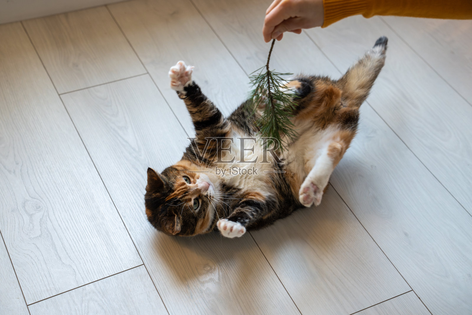 毛茸茸的猫在地板上感兴趣，试图抓住小树枝和宠物主人玩。家畜卫生照片摄影图片