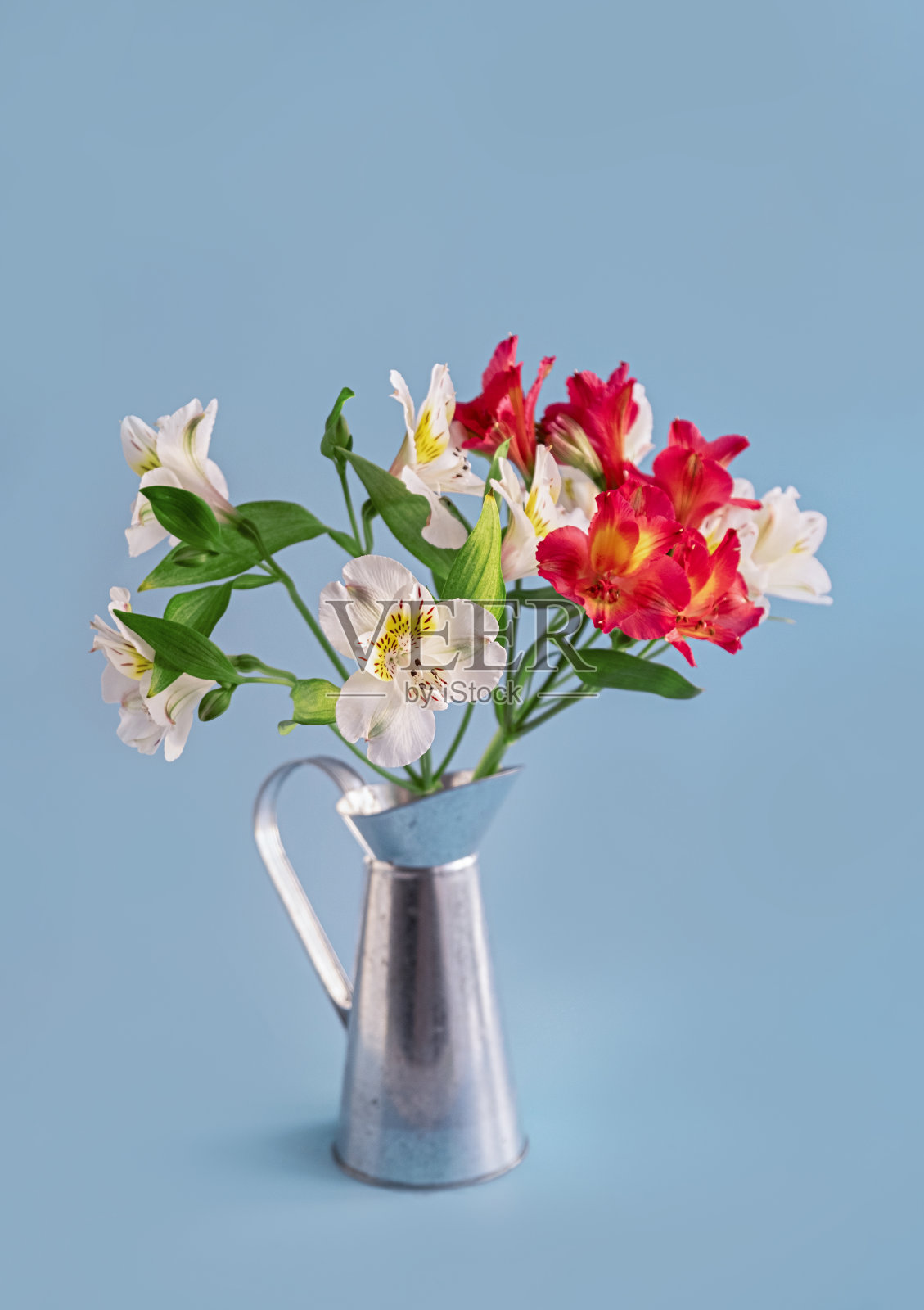 一束白色和红色的alstroemeria放在蓝色背景的金属壶里。垂直种植。副本的空间。照片摄影图片