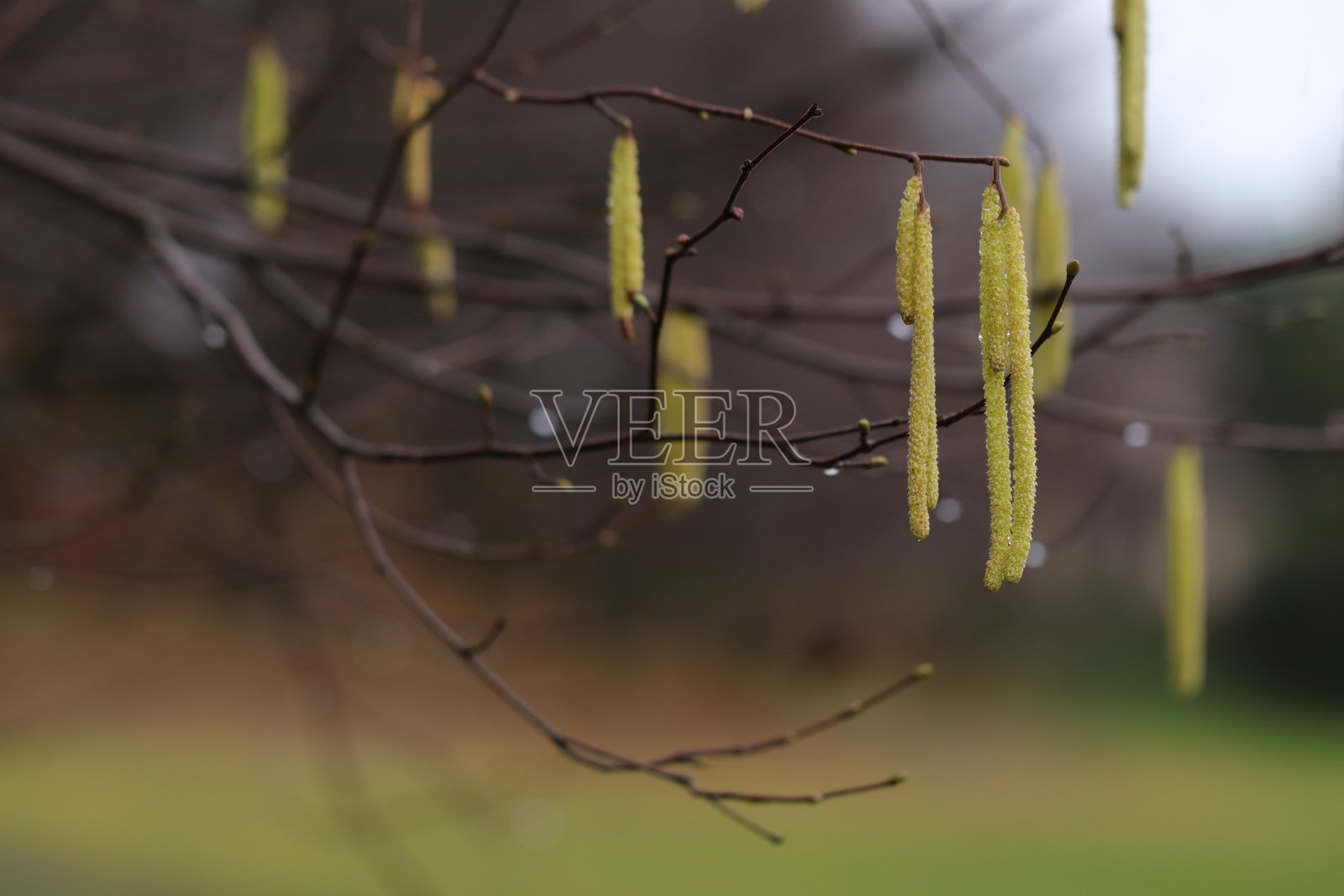 榛子树照片摄影图片