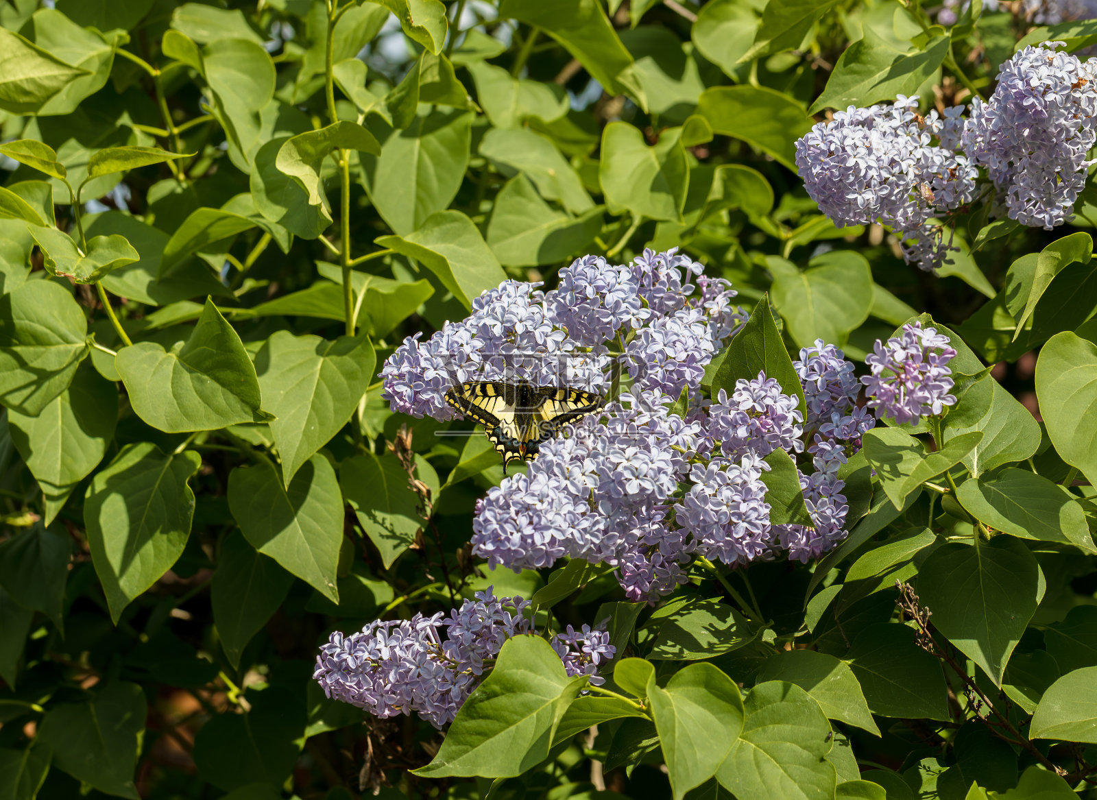 鲜艳的燕尾蝶在盛开的丁香枝上。照片摄影图片
