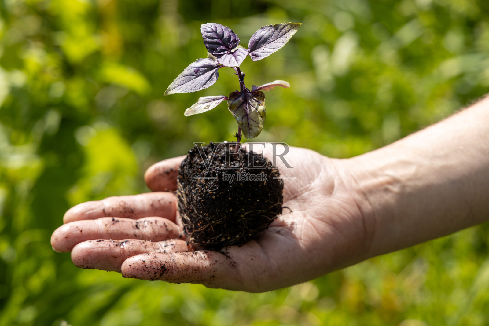 一位男性农民手里拿着一棵罗勒幼苗。农业和农耕观念。照片摄影图片