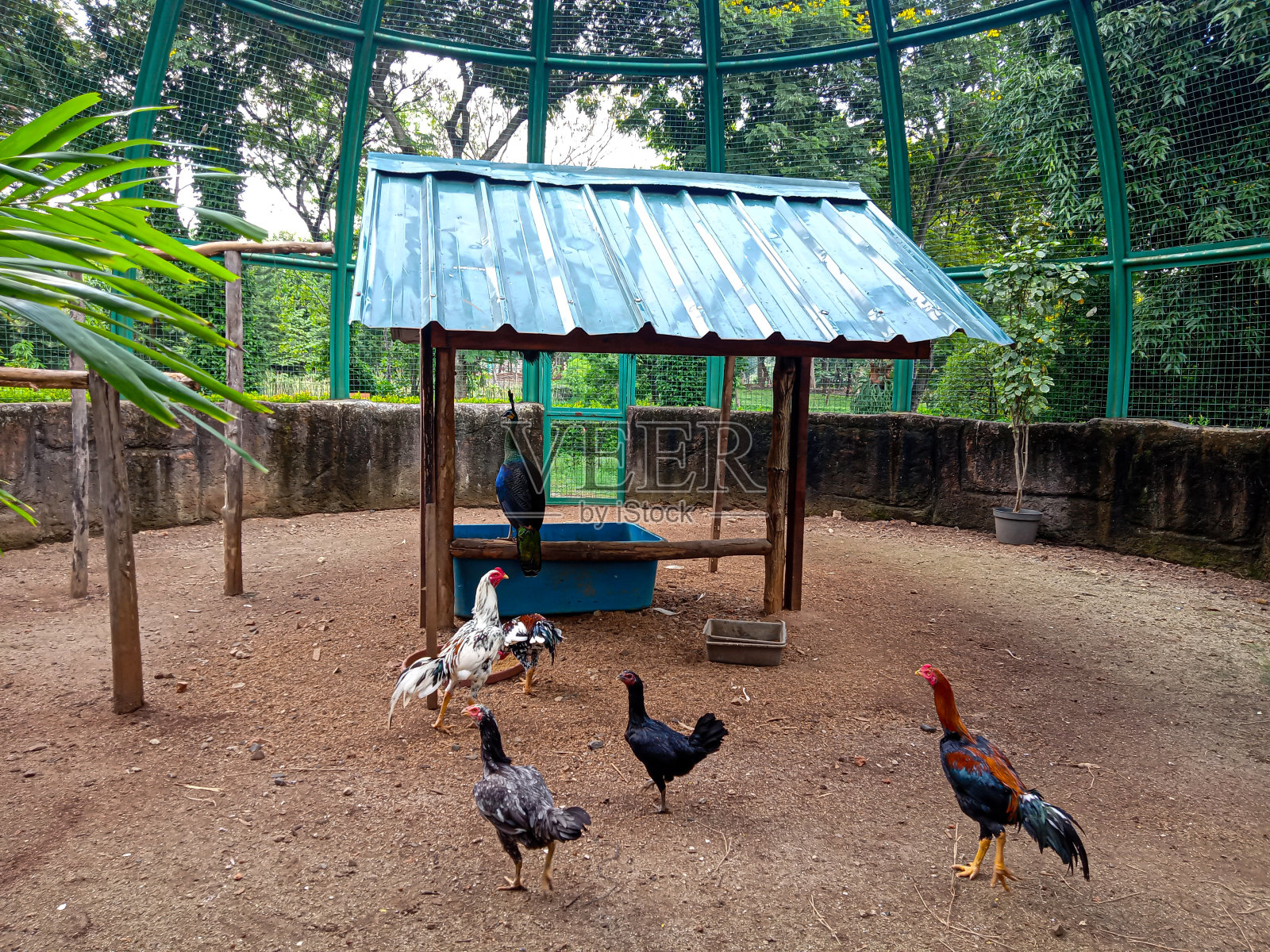 笼子里有几只鸡和一只孔雀照片摄影图片