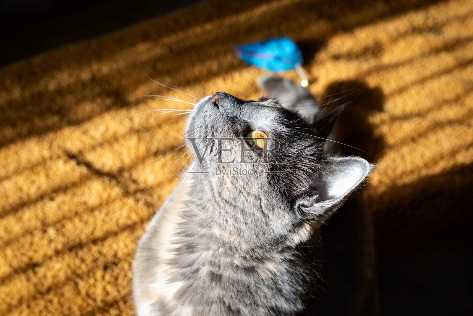 灰猫好奇地抬头看.黄色地毯上一只蓝眼睛的猫的画像